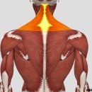 척추 기립근 (척추세움금) 이미지