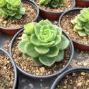 혜미농장 이미지