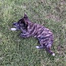 왈왈스테이 이미지