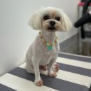 사개절 펫살롱 이미지