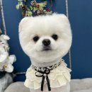 입댕로랑 이미지