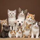 야간나를지키는생활법률 | 반려동물 그리움 치유 커뮤니티·상담센터 정보 총가이드