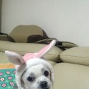 호두PC 이미지