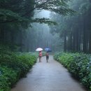 안개숲 이미지