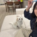 아이조아펫파크 대구점 | 개가족만들기 프로젝트