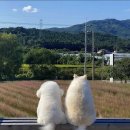 오카구라