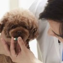 강아지분양 고양이분양 헬로브리더 이미지