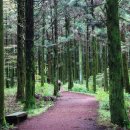 자연오리 이미지