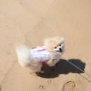 지경리 | 알콩이의 여름나기, 반려동물동반 지경리해수욕장 재방문 :)