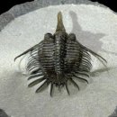 루페우스 이미지
