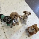 우리동네펫 이미지