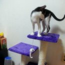 고양이날다 이미지