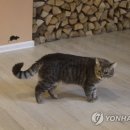 CATS TIME CAFE 이미지