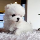 행복애견 | 부천 애견분양후기, 우리 집 행복을 더해준 소중한 만남