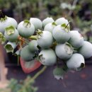 김영희농장 이미지