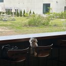 퍼피힐(PUPPY HILL) 이미지