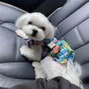 로하스콘도 | [거제도 반려견동반여행] 구름이의 첫 거제여행 1박2일(거제애견동반숙소, 거제반려견동반펜션)