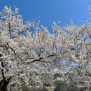 꿈엔들 캠프장 | 합천 벚꽃캠핑 🌸 꿈꾸는캠핑장 | 개별화장실·놀이시설 시즌별 완벽정리 + 예약팁까지