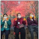 (주)행복드림 | 【사랑더드림 야탑주간보호센터】 11월 첫째주 프로그램후기 와 어르신일상