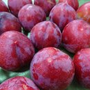 대풍1리 이미지