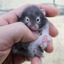 와우펫앤쥬 대구점 이미지