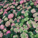 밀알농원 이미지