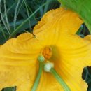 포아로-1 이미지