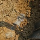 (주)비오 | 3월 감자 파종 준비부터 비오네이처 생분해 멀칭 비닐 필름 사용 후기