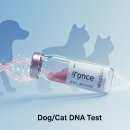 맘앤독스 | 애견 애묘 DNA 검사로 알 수 있는 것들 우리 아이의 품종·질병 유전자 총정리