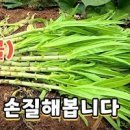 궁채 이미지