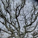 월평다라쿳당 이미지