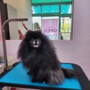 오늘도 예쁜 그루밍 이미지