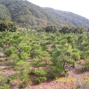 소나무농장 이미지