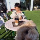 멍선생 애견카페 | 당진 애견카페 헤이커멍 주말 내내 다녀온 후기