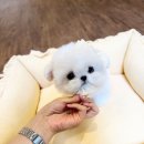 퍼피빌리지 이미지