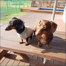 개들의왕국 이미지