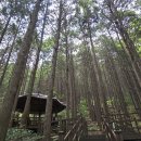 건천편백숲내음길 티스토리
