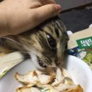 캣스토리 이미지