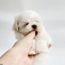 멍스타 김포강아지 분양 이미지