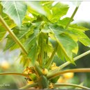 한국의 자원식물. 천연 소화제인 천사의 과일, 파파야[Papaya] 이미지