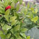 거제식물원 이미지