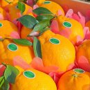 제주달다 이미지