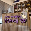 천동물병원 | 시드니 스트라스필드 한인동물병원 고양이 중성화 후기