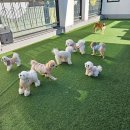 우동펫(우리동네 펫 서비스) 이미지