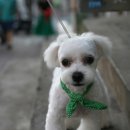 단비애견 미용실 이미지