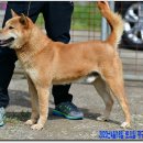 까치말진돗개농장 이미지