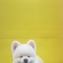 동글동글 애견미용실 이미지