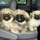 메디 포즈 동물병원 이미지