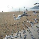 부산갈매기 이미지