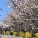 고려궁지 | [강화도 나들이] 4월 8일 실시간 답사!! 고려궁지 벚꽃길 방문 후기!! (이번 주 만개할 듯)